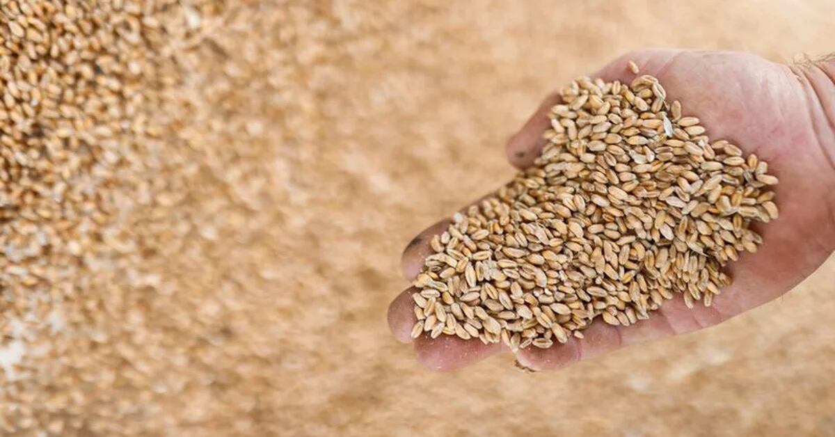 La cosecha de trigo de Europa será menor después de un clima caluroso
